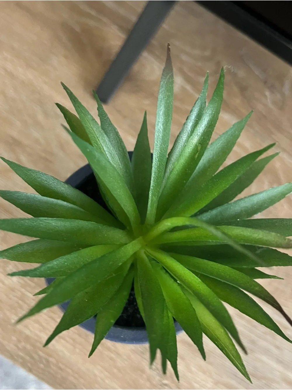 Relax Blue Ceramic Succulent Planter
